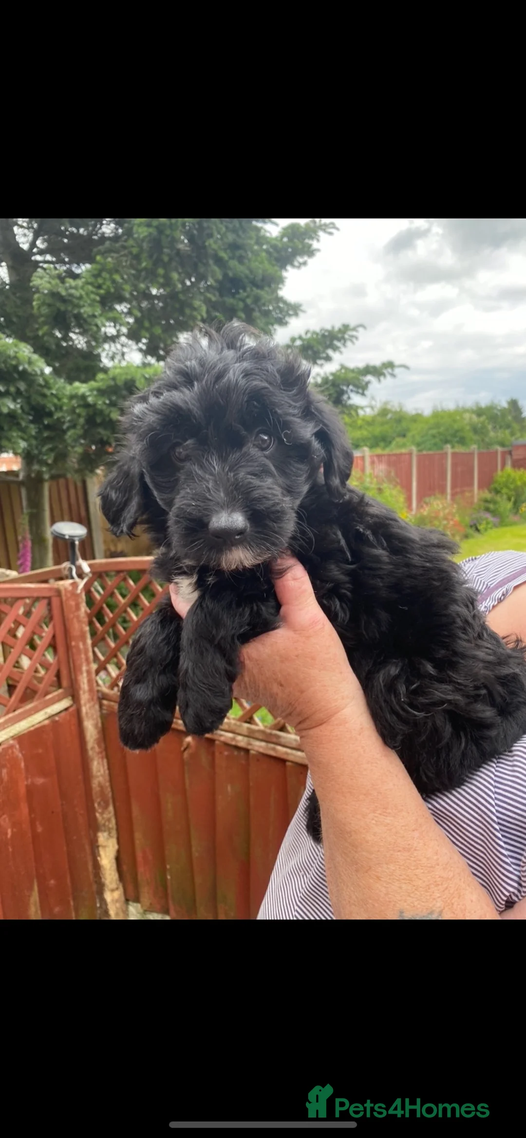 Bordoodle dogs for sale: Beautiful boarder collie x mini poodles puppies   - Advert 2