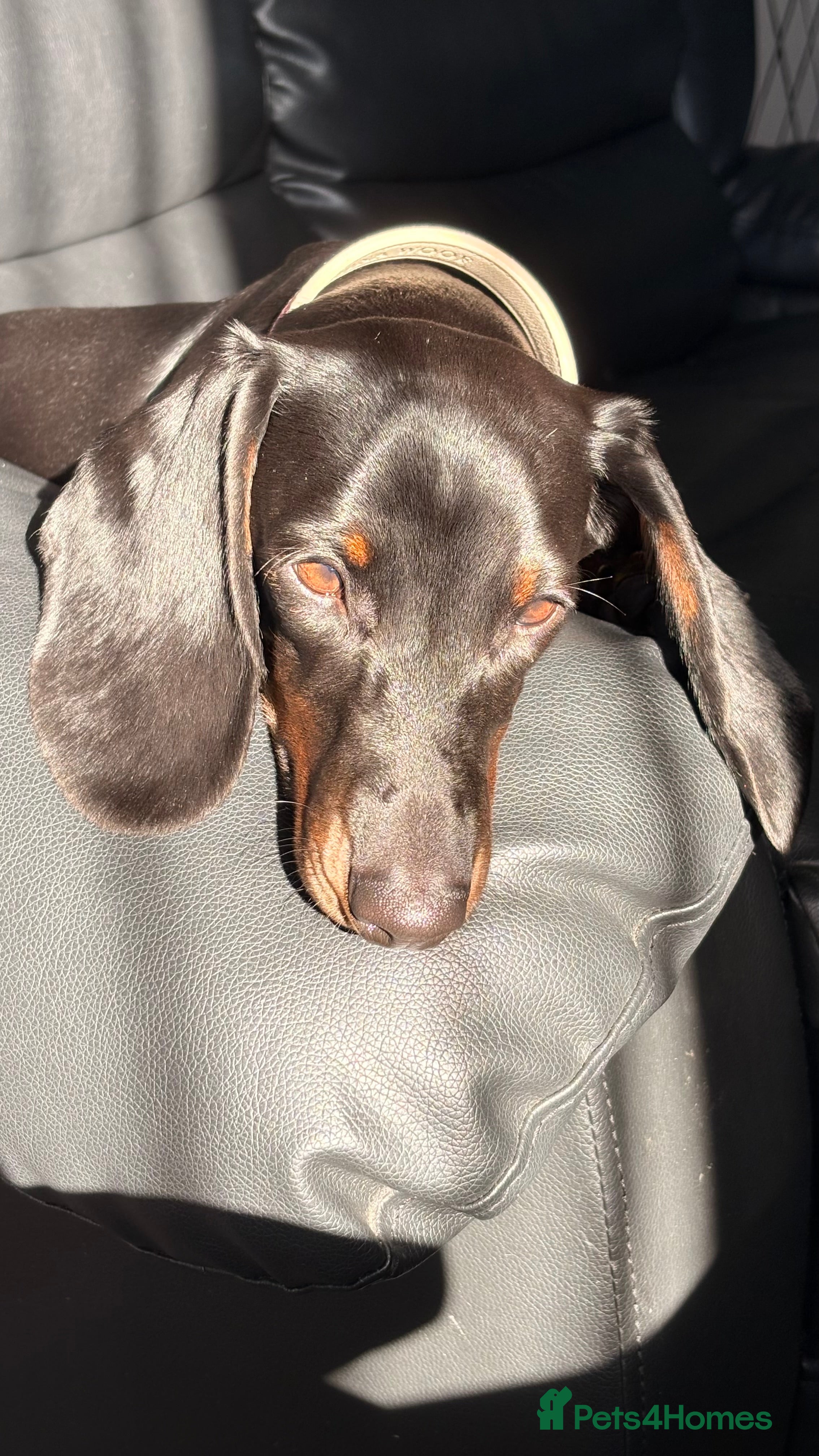 Dachshund dogs Dashhound  1 year old female  - Advert 4