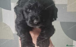 Goldendoodle dogs for sale: 🐾READY TO LEAVE🐾Standard goldendoodle - Image 6