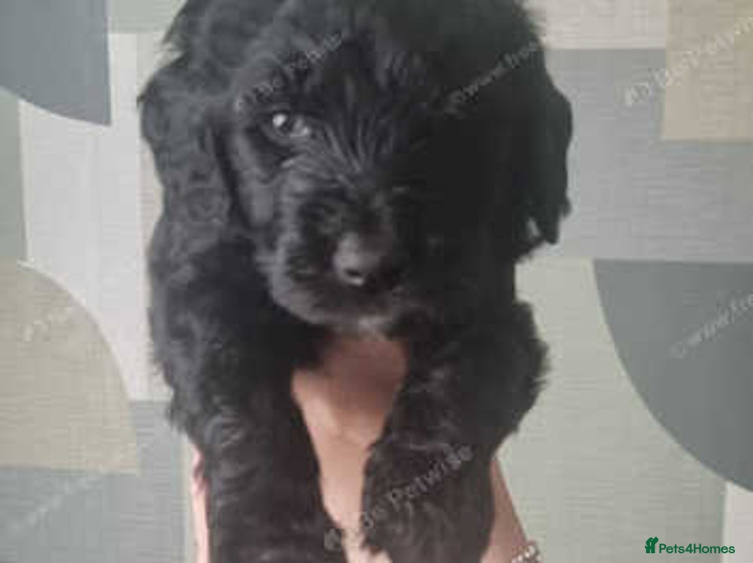Goldendoodle dogs for sale: 🐾READY TO LEAVE🐾Standard goldendoodle - Image 6