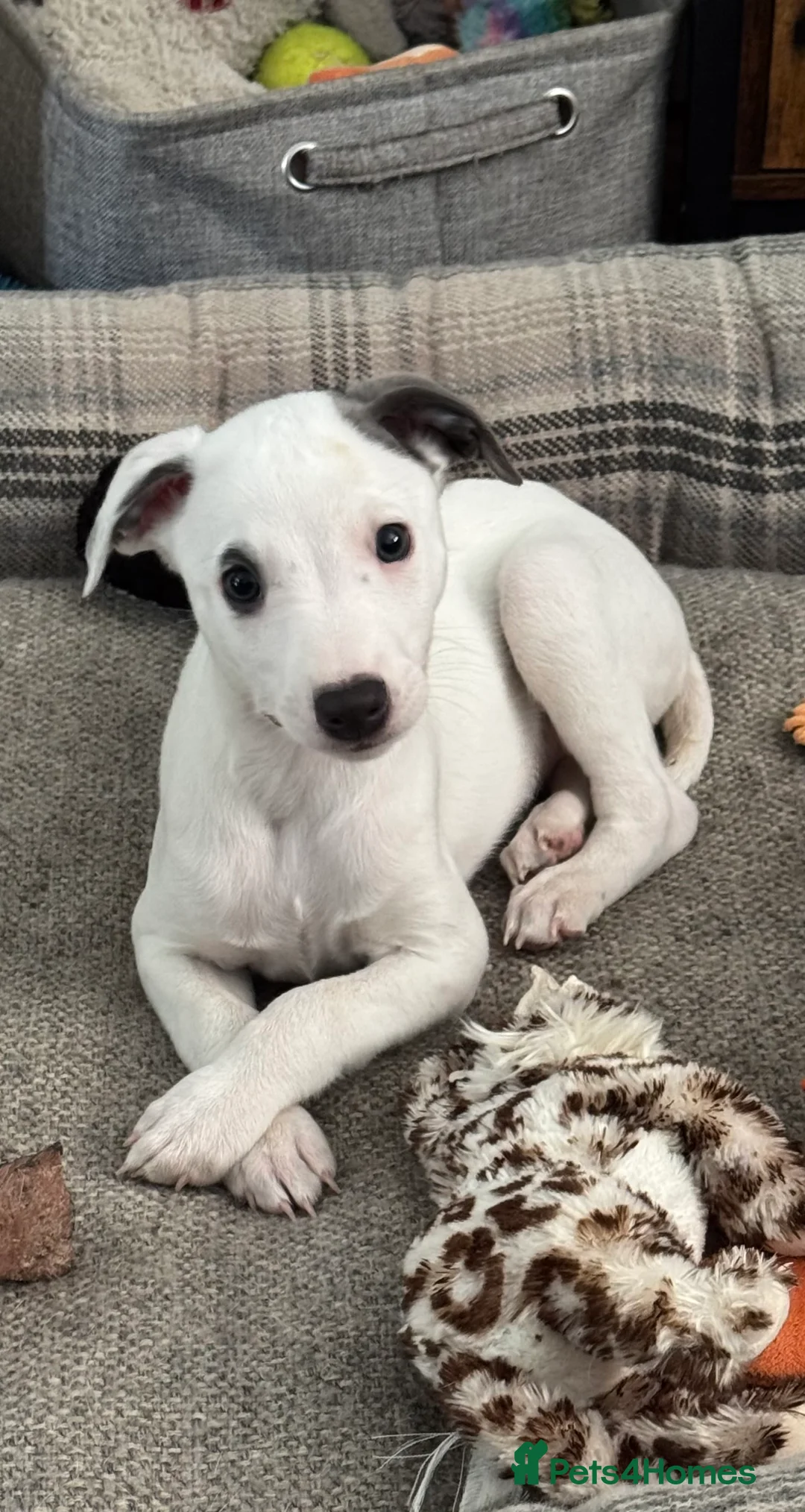 Whippet dogs for sale: KC registered whippet dog puppy. - Advert 2