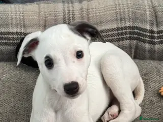 Whippet dogs KC registered whippet dog puppy. - Advert 3