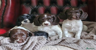 English Springer Spaniel dogs - Advert 11