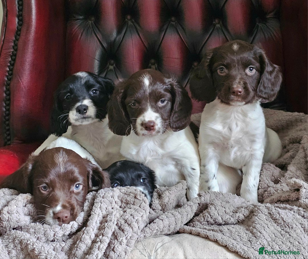 English Springer Spaniel dogs for sale: KC Registered English Springer Spaniels  - Image 2