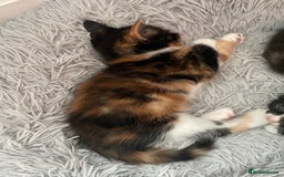 British Shorthair cats for sale: 8 adorable kittens - Image 2