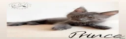 Maine Coon cats for sale: High Smoke, Smoke and Solid Pedigree Maine Coon’s - Advert 35