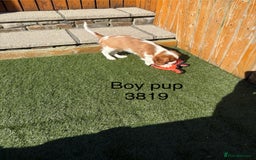 Cavalier King Charles Spaniel dogs for sale: DNA tested parents, Kc reg Cavalier pups - Image 11