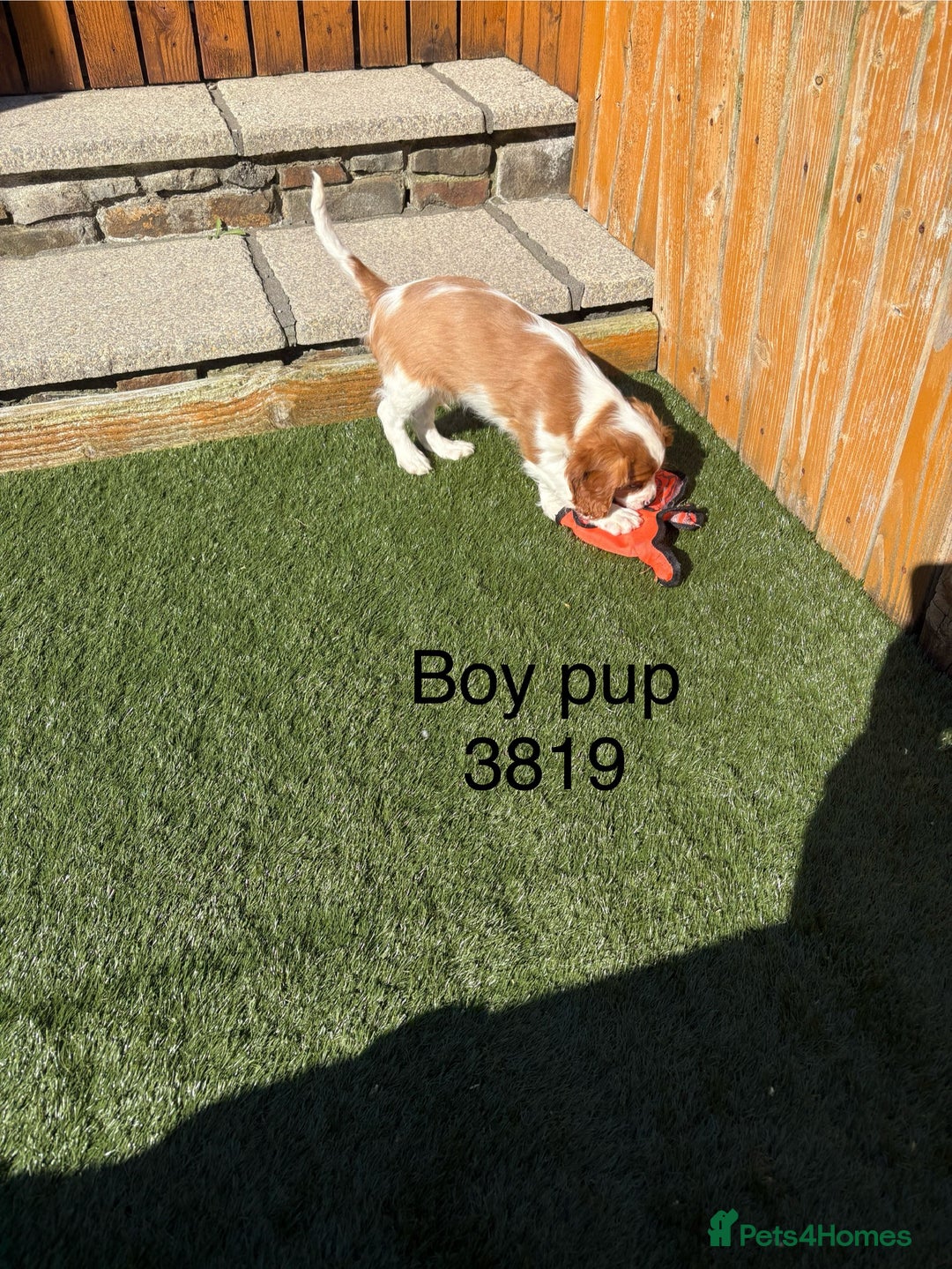 Cavalier King Charles Spaniel dogs for sale: DNA tested parents, Kc reg Cavalier pups - Image 11