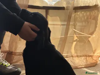 Goldador dogs Beautiful outstanding golden retriever x labs - Advert 15