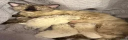 Selkirk Rex cats for sale: Selkirk rex kittens!ONE CURLY KITTEN LEFT! - Advert 9
