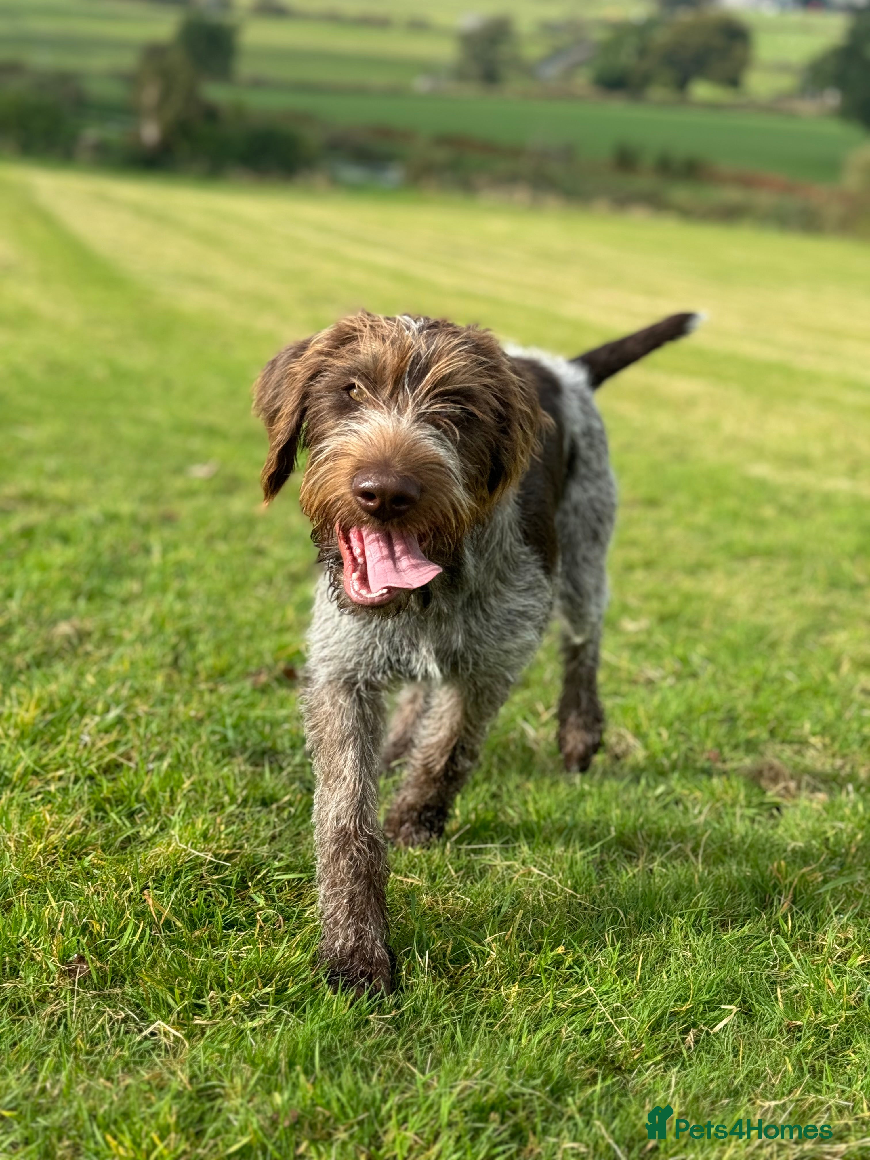 German Wirehaired Pointer dogs Pedigree KC Registered German Wirehaired Pointers - Advert 8