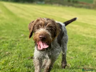 German Wirehaired Pointer dogs Pedigree KC Registered German Wirehaired Pointers - Advert 8