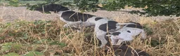 German Shorthaired Pointer dogs for sale: Beautiful German short haired pointer puppy's  - Advert 1