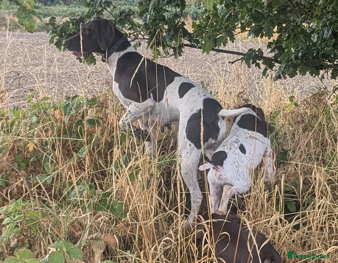 German Shorthaired Pointer dogs for sale: Beautiful German short haired pointer puppy's  - Advert 1