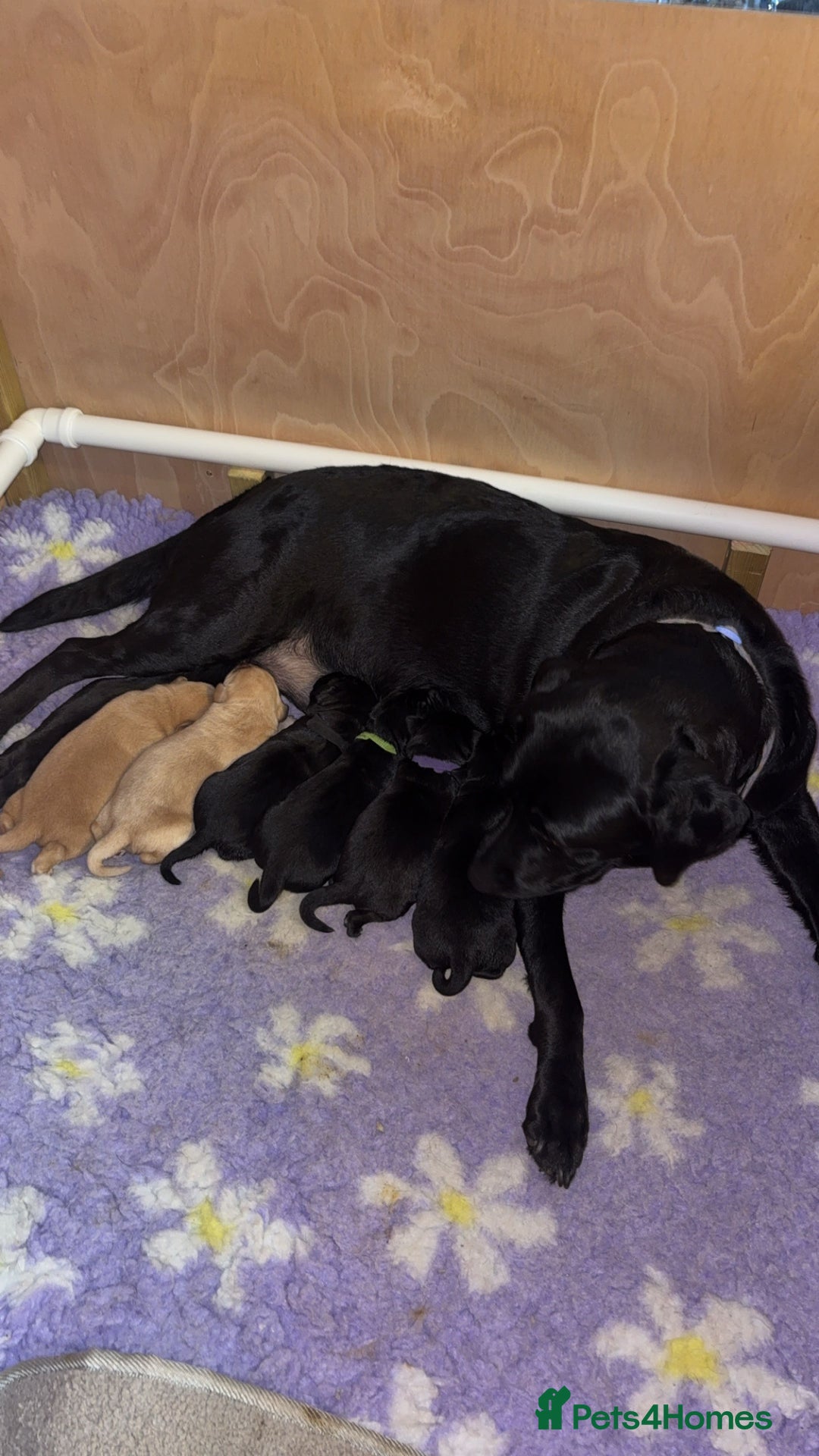 Labrador Retriever dogs for sale: Labrador puppies.  - Advert 16