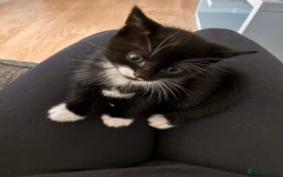 Mixed Breed cats for sale: Beautiful and super playful kittens  - Image 3