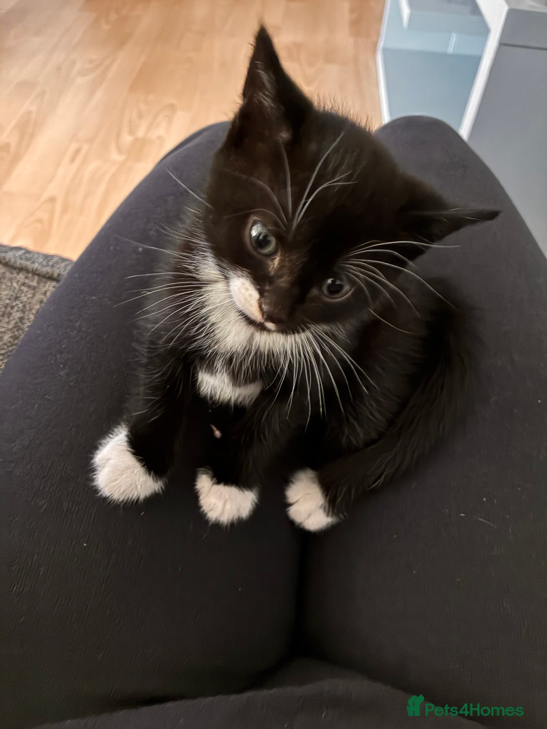 Mixed Breed cats for sale: Beautiful and super playful kittens  - Image 3
