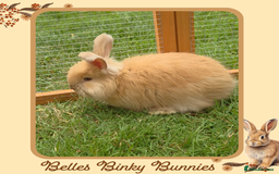 Angora rabbits for sale: 🧡 Only 1 Left 🧡 Pure Bred Angora Babies 🧡 - Image 4