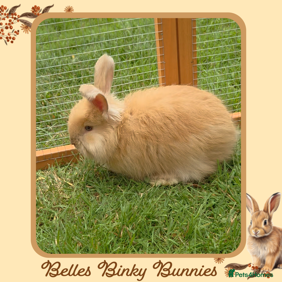Angora rabbits for sale: 🧡 Only 1 Left 🧡 Pure Bred Angora Babies 🧡 - Image 4