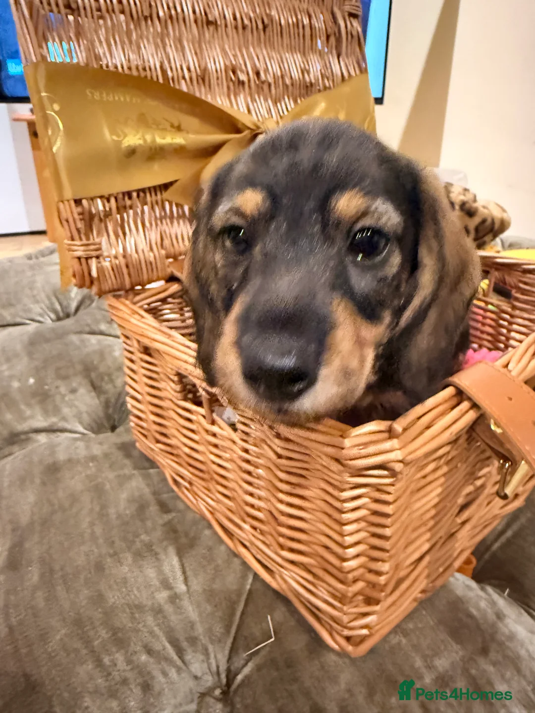 Dachshund dogs for sale: Miniature Silky Dachshund  - Advert 2