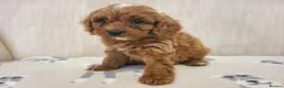 Cavapoo dogs for sale: Beautiful Red Cavapoo Puppies F1bb - Advert 24