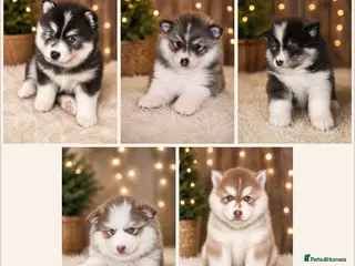 Pomsky dogs Pomsky puppies - Advert 6
