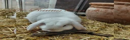 Mini Lop rabbits for sale: Mini Lop  - Advert 5