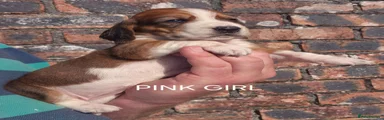 Basset Hound Pink Girl 