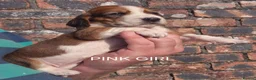 Basset Hound dogs for sale: KC BASSET HOUND PUPPIES FROM HEALTH TESTED PARENTS - Advert 18