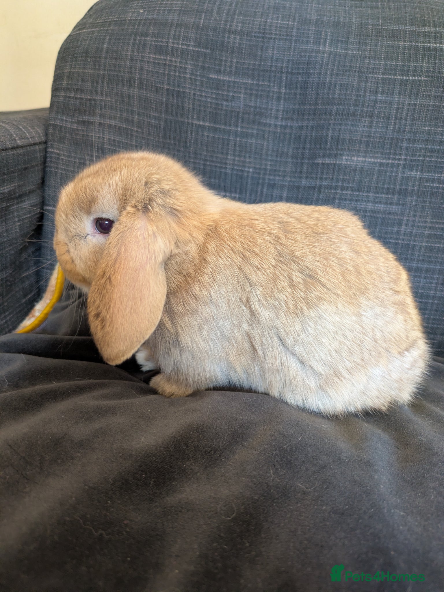 Mini Lop rabbits 1 beautiful baby mini lop ready to reserve! - Advert 2