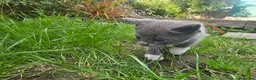 Mixed Breed cats for sale: 5 beautiful kittens  - Advert 11