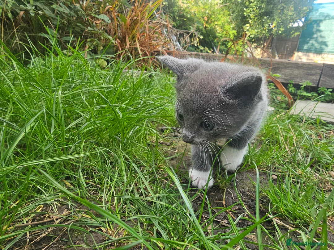 Mixed Breed cats for sale: 5 beautiful kittens  - Advert 11