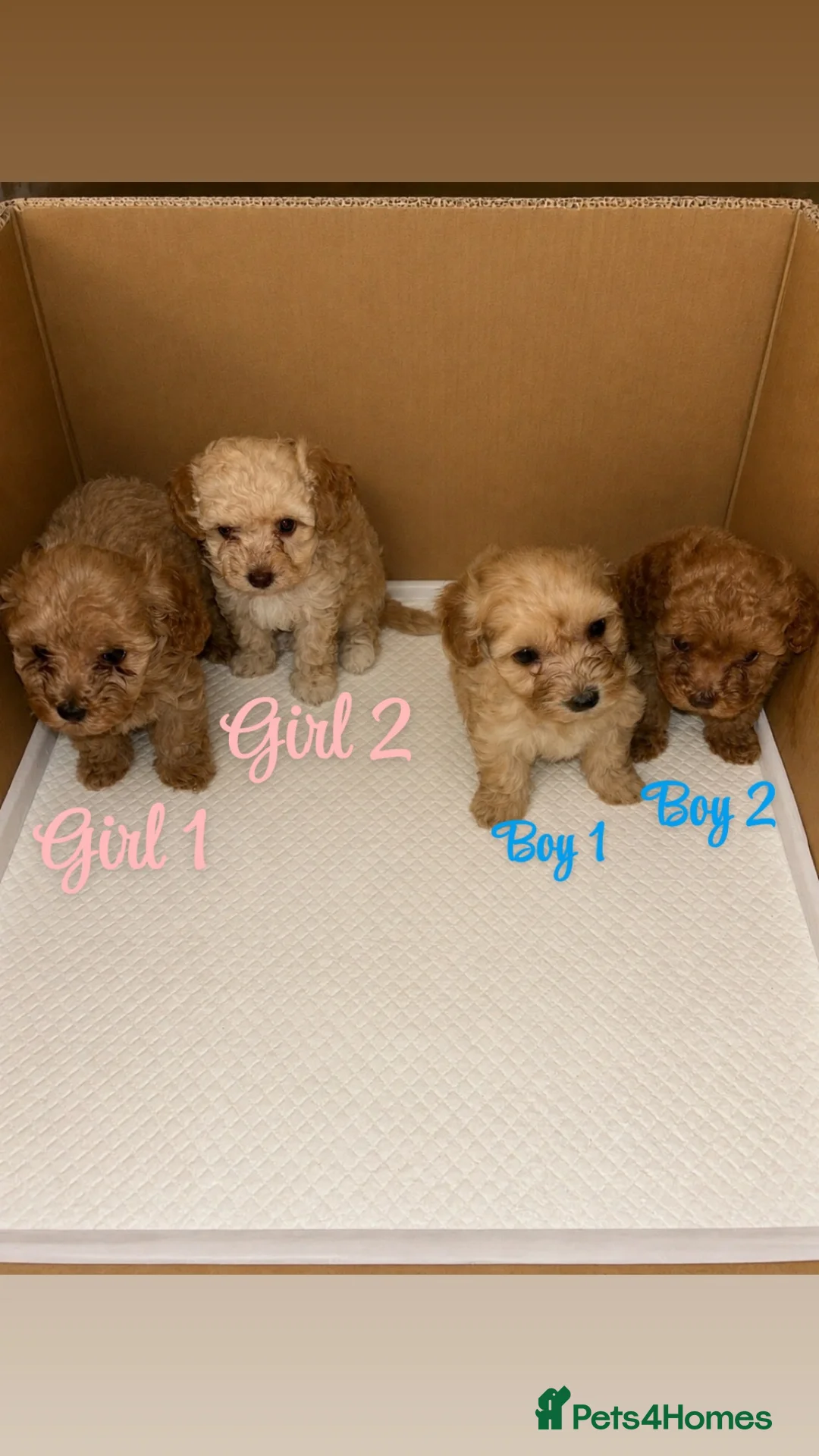 Cavapoo dogs for sale: Cavapoo puppies for sale 2 girls 2 boys in Carlisle - Advert 10
