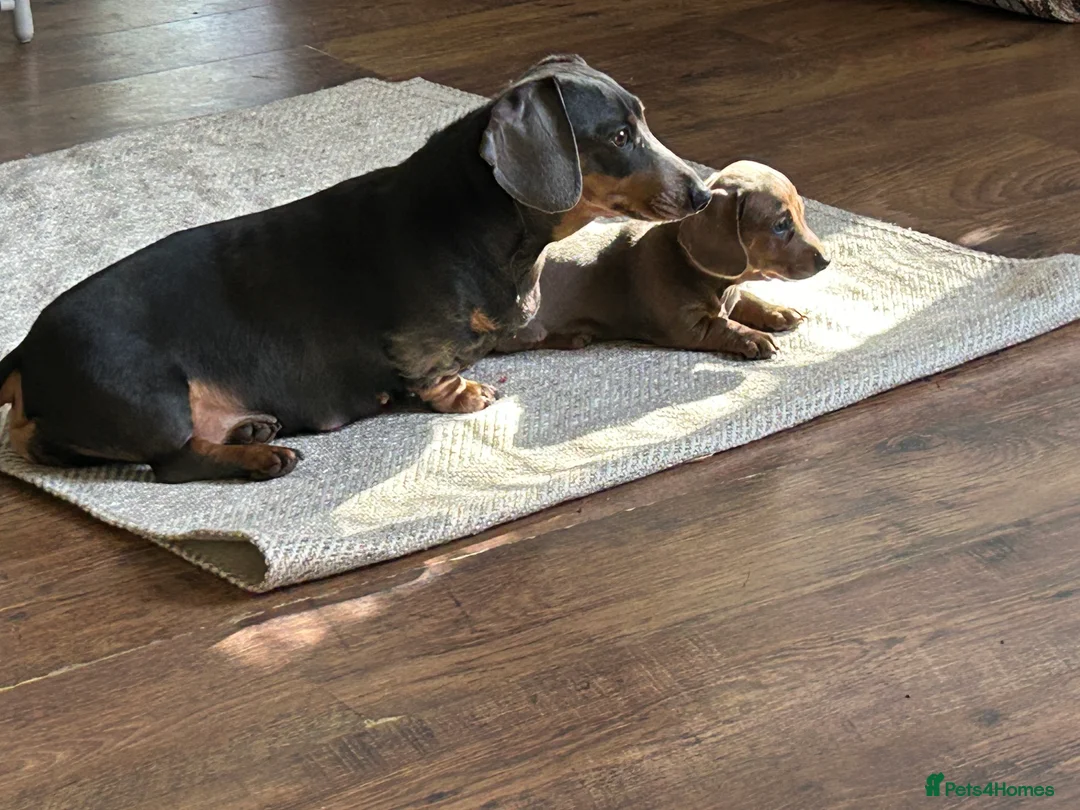 Miniature Dachshund dogs for sale: Miniature Dacshund Carrying PINK!! in Brentwood - Advert 1