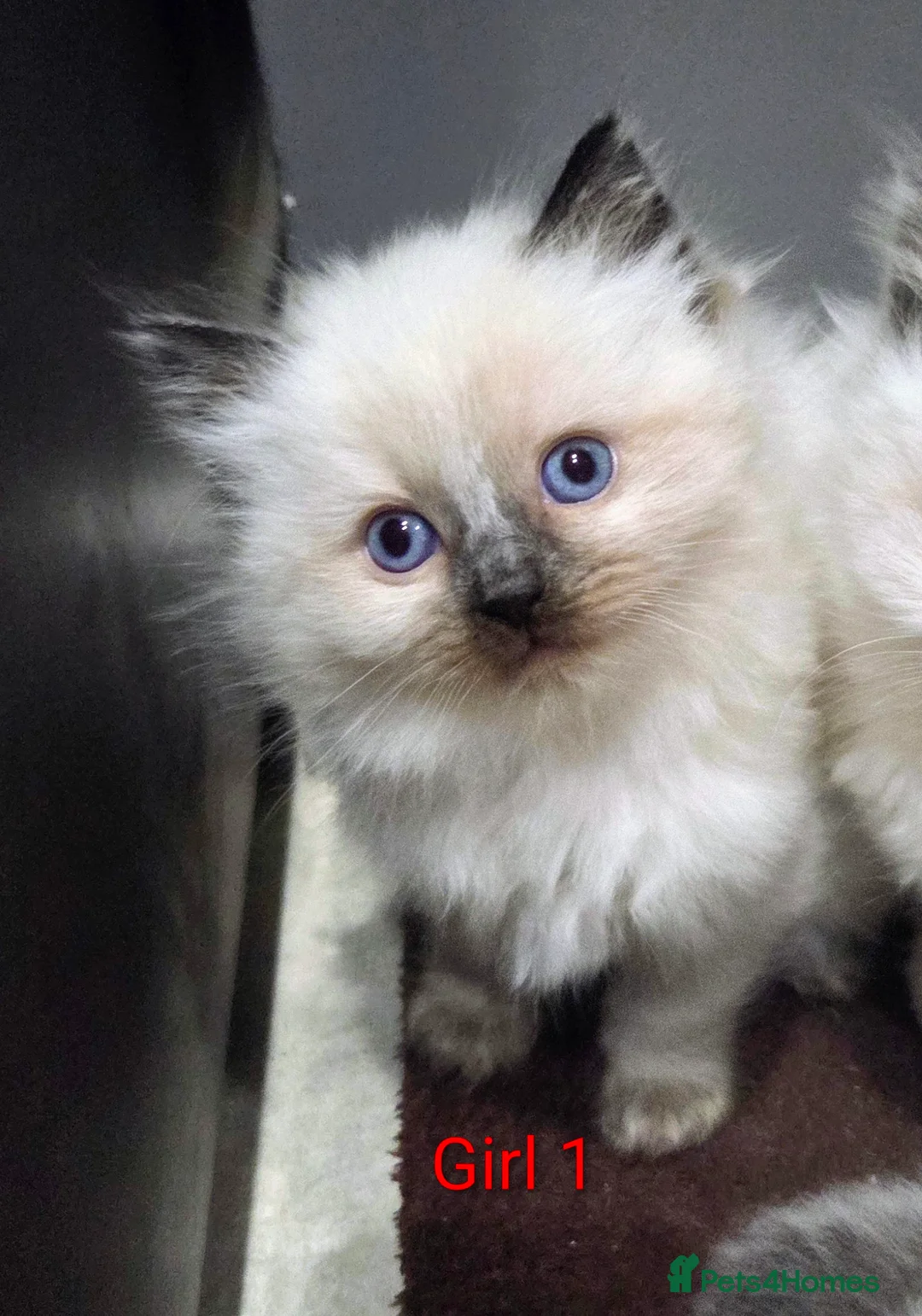 Ragdoll cats for sale: Ragdoll Kittens  - Advert 2