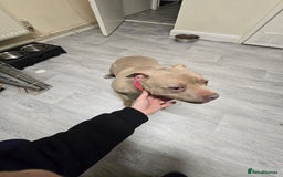 American Bully dogs for sale: Pocket bully - Image 1