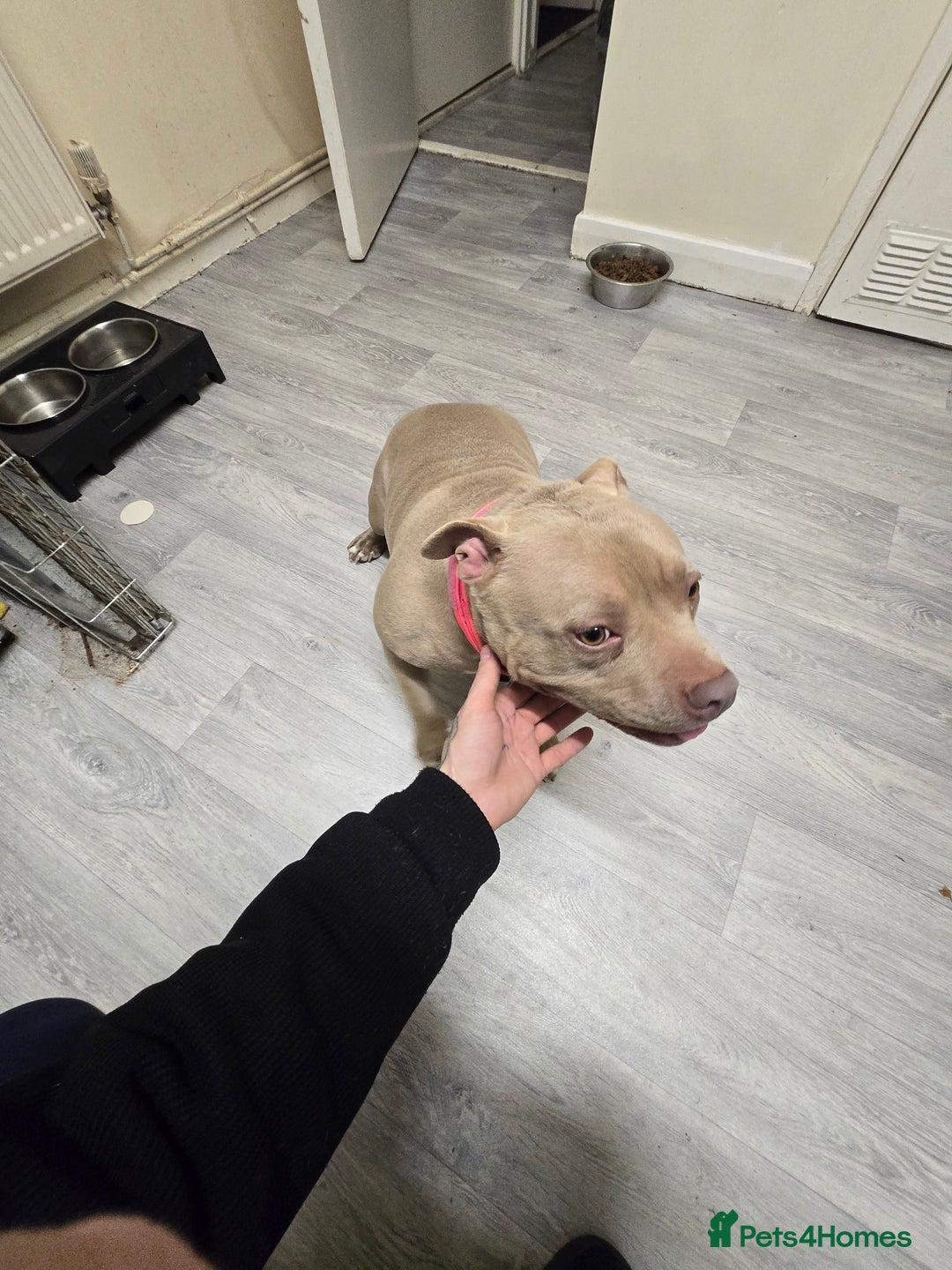 American Bully dogs for sale: Pocket bully - Image 1