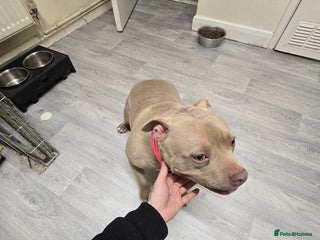 American Bully dogs - Advert 35