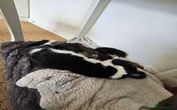 Mixed Breed cats for sale: Beautiful kittens ready now - Image 4