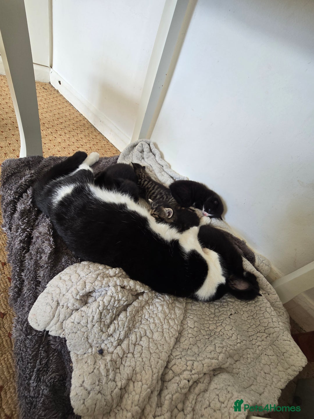 Mixed Breed cats for sale: Beautiful kittens ready now - Image 4
