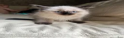 Ragdoll cats for sale: Ragdoll kittens  - Advert 4