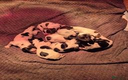 English Springer Spaniel dogs for sale: English Springer Spaniel Pups - Image 6