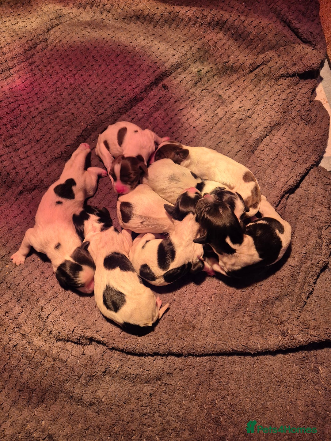 English Springer Spaniel dogs for sale: English Springer Spaniel Pups - Image 6