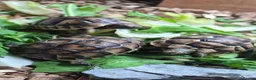 Tortoise reptiles for sale: Baby Tortoises  - Advert 4