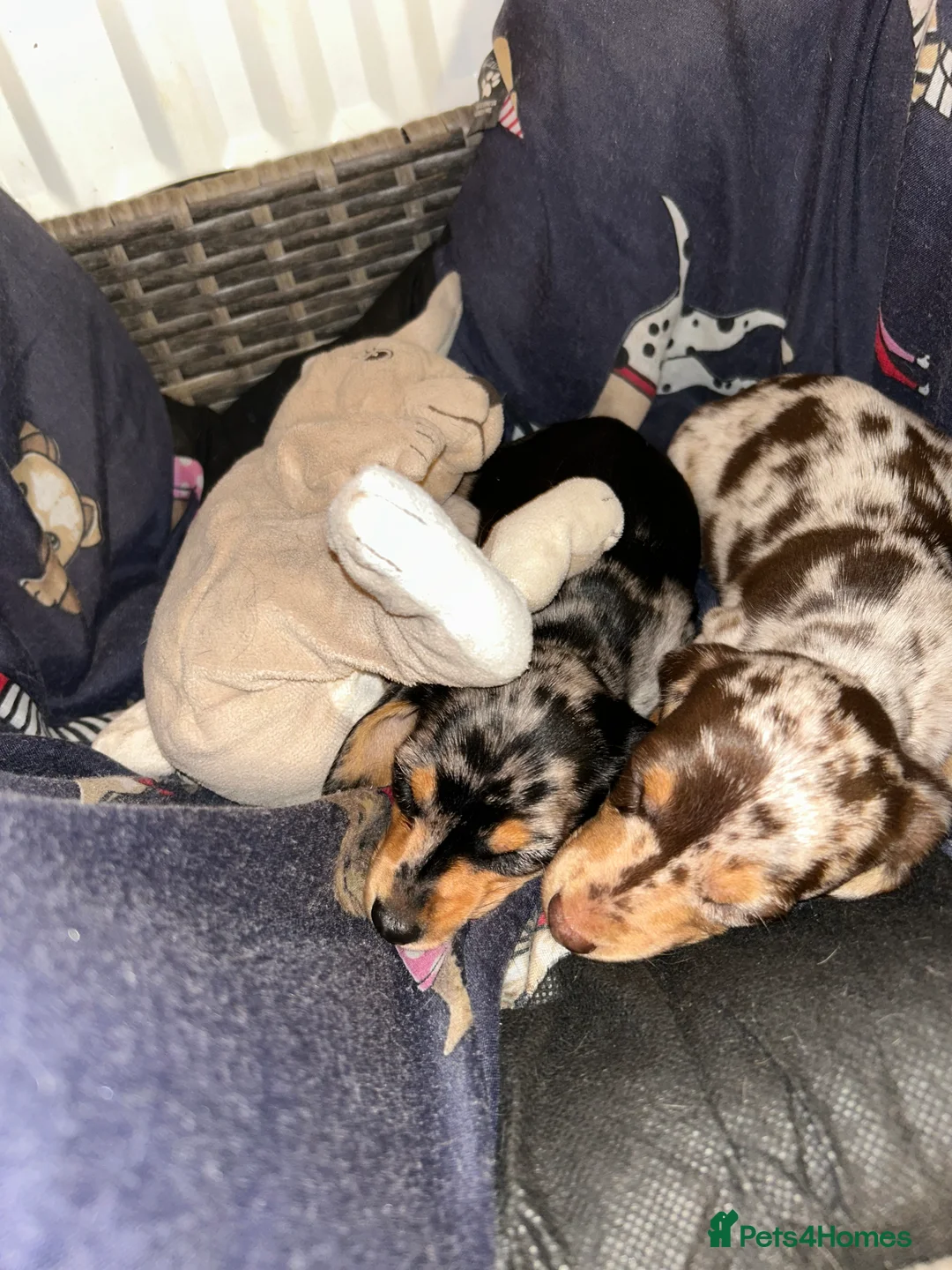 Miniature Dachshund dogs for sale: 2 stunning miniature dachshunds 🔆 - Advert 6