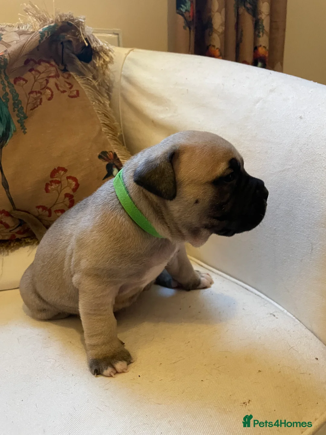 American Bully dogs for sale: ⭐️ 3/4 stunning Pocket bullys mix of colours ⭐️ - Advert 21