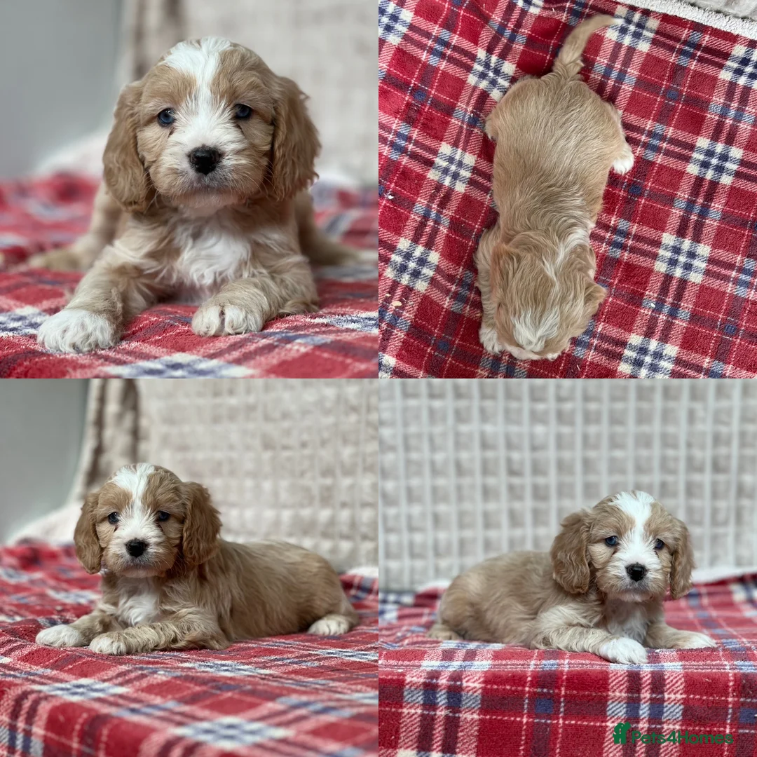 Cavapoo dogs for sale: STUNNING CAVAPOO PUPPIES  - Advert 2