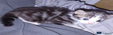 Mixed Breed Kitten 1