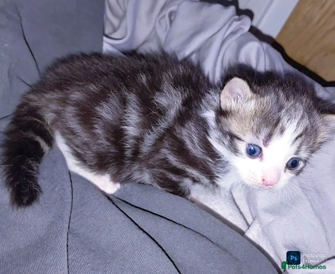 Mixed Breed cats for sale: mixed munchkins  - Advert 10