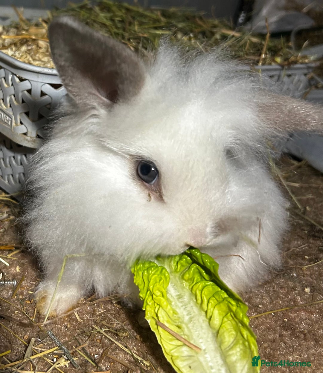 Mixed Breed rabbits for sale: Baby lion head and lop mix  - Advert 6